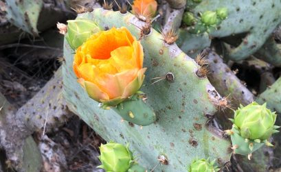 cactus with bloom