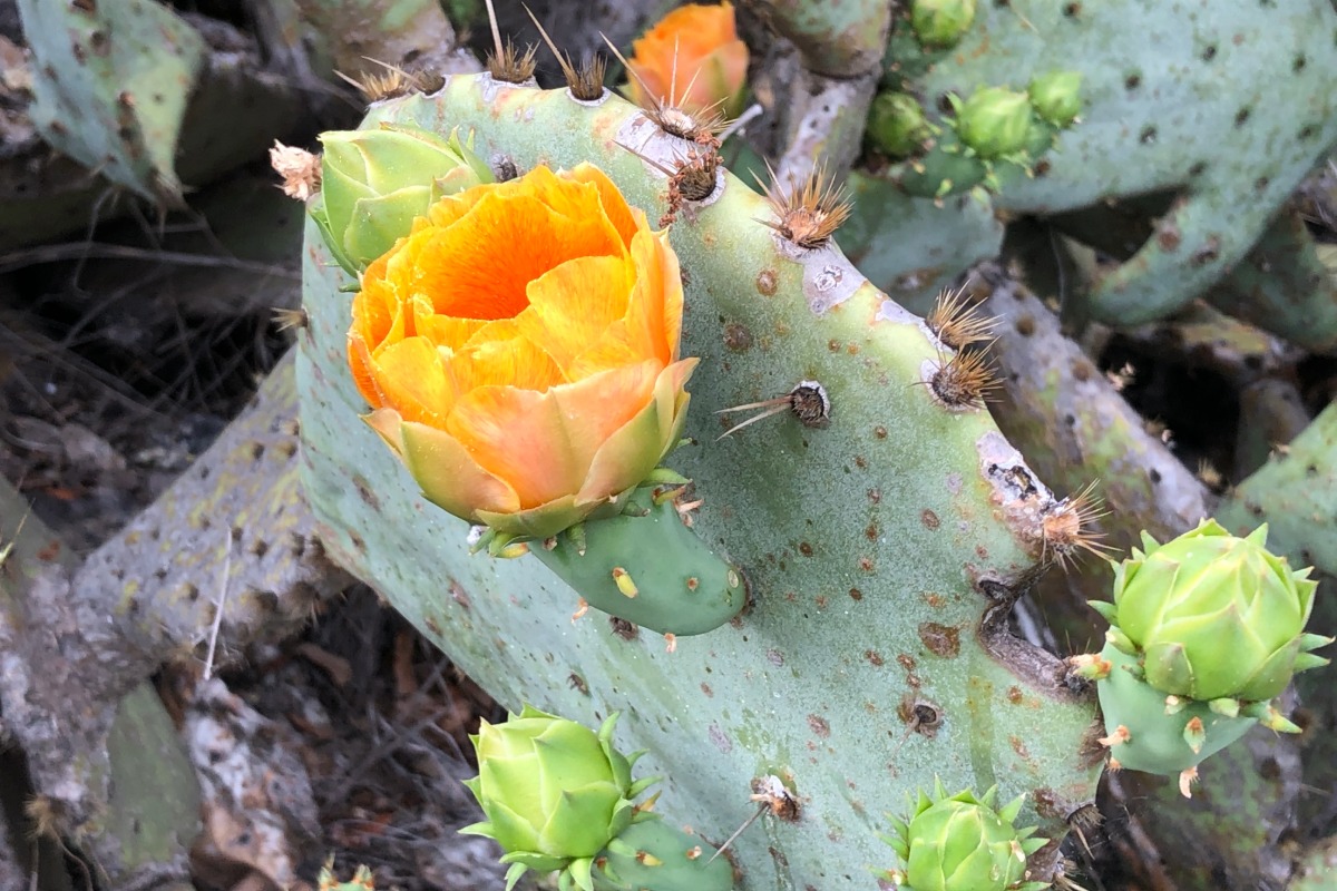 cactus with bloom