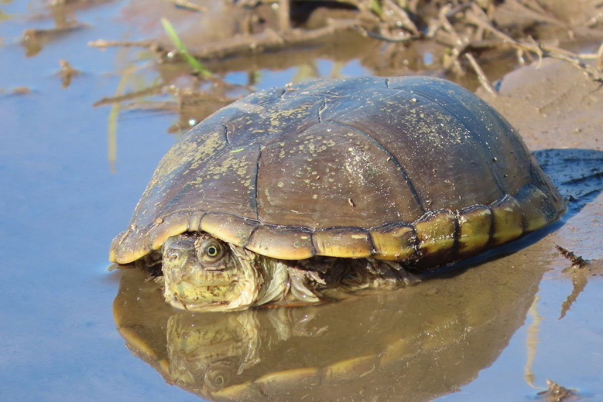 What the shell? Turtles of the Highland Lakes - 101 Highland Lakes
