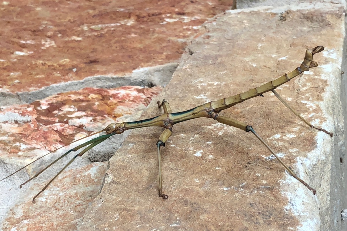 Giant-Walkingstick-Jennifer-