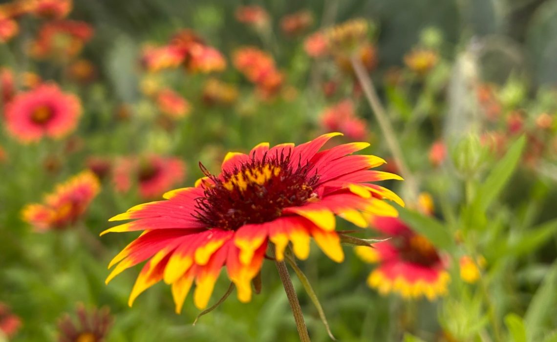 Indian Blanket flower