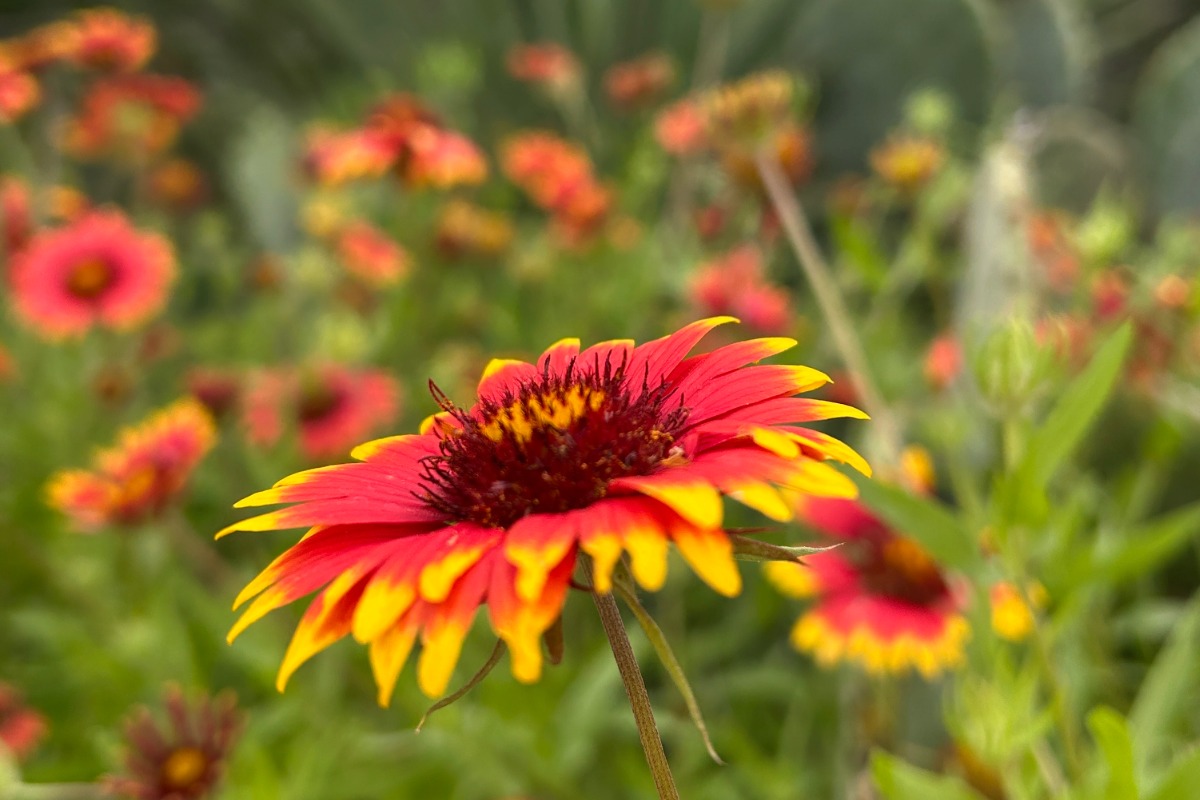 Indian Blanket flower