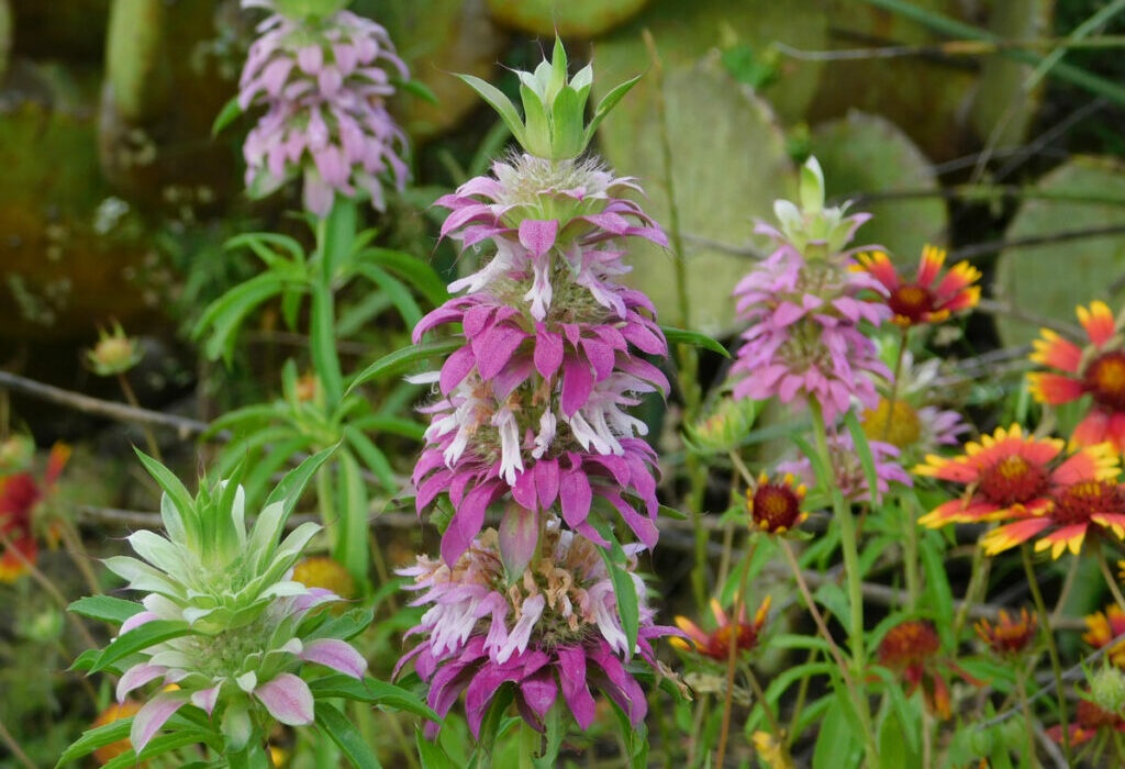 Purple horsemint
