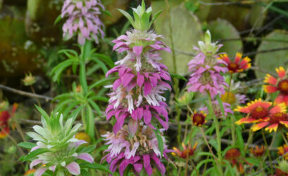 Purple horsemint