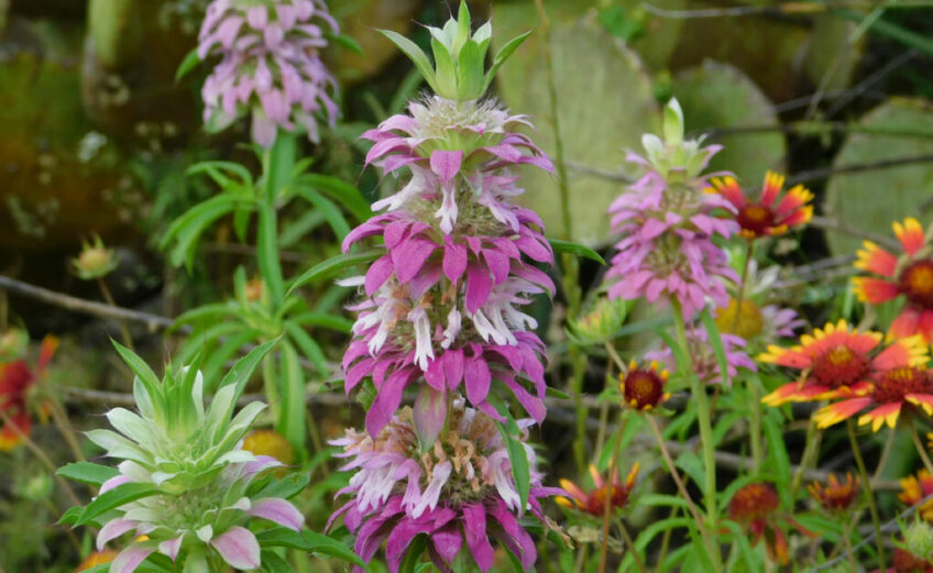 Purple horsemint