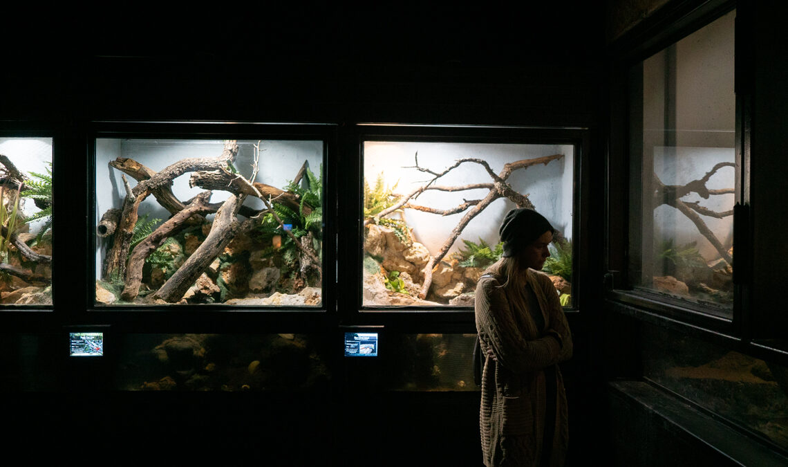 Reptilandia in Johnson City Texas