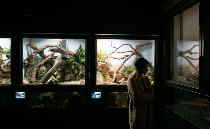 Reptilandia in Johnson City Texas