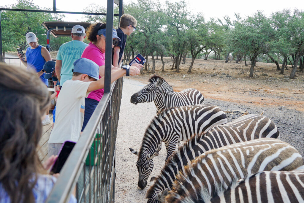 Exotic Resort Zoo in Johnson City Texas
