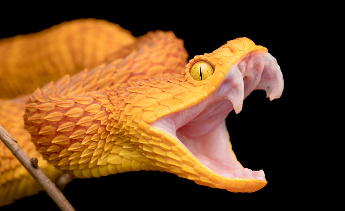 bush viper