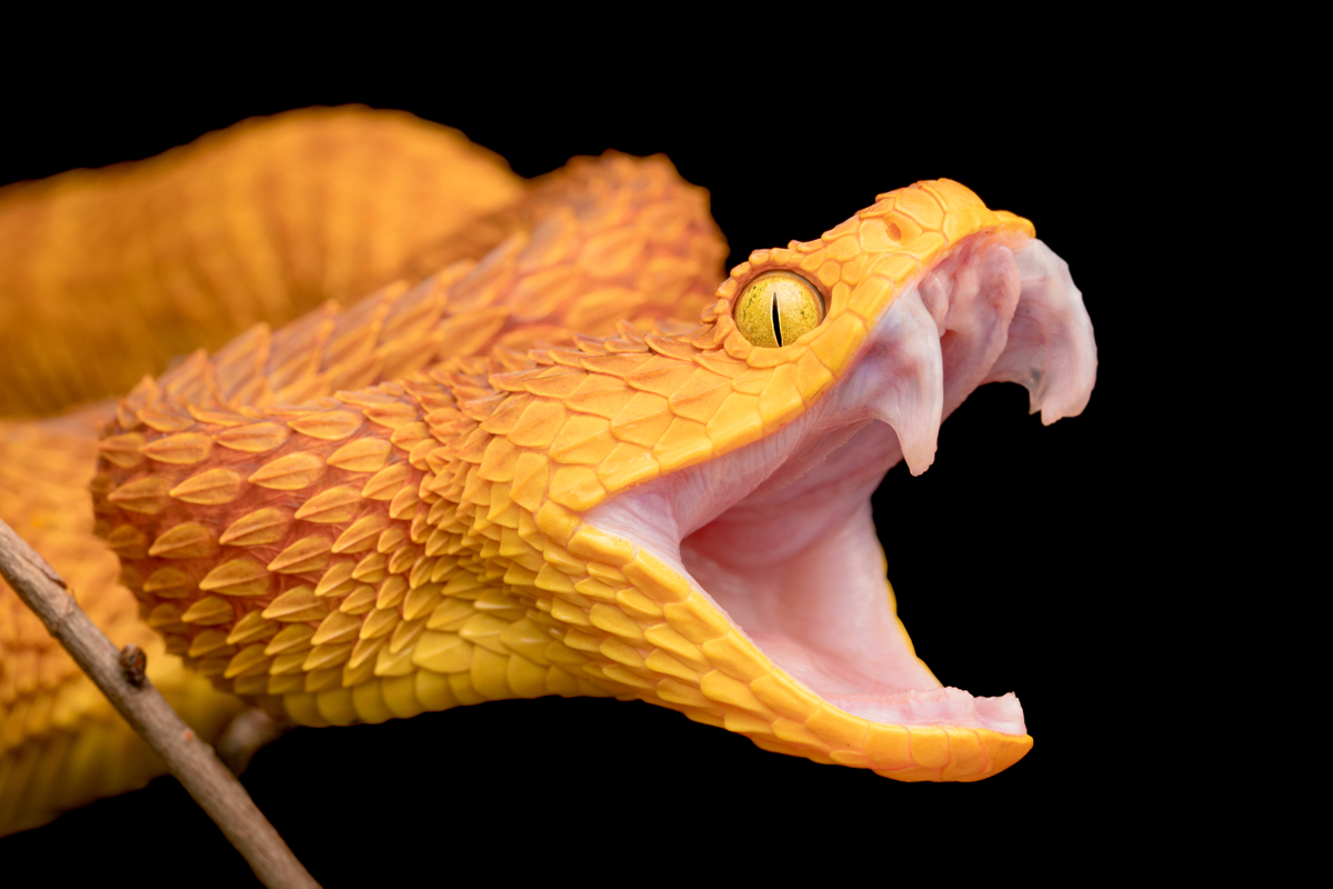 bush viper