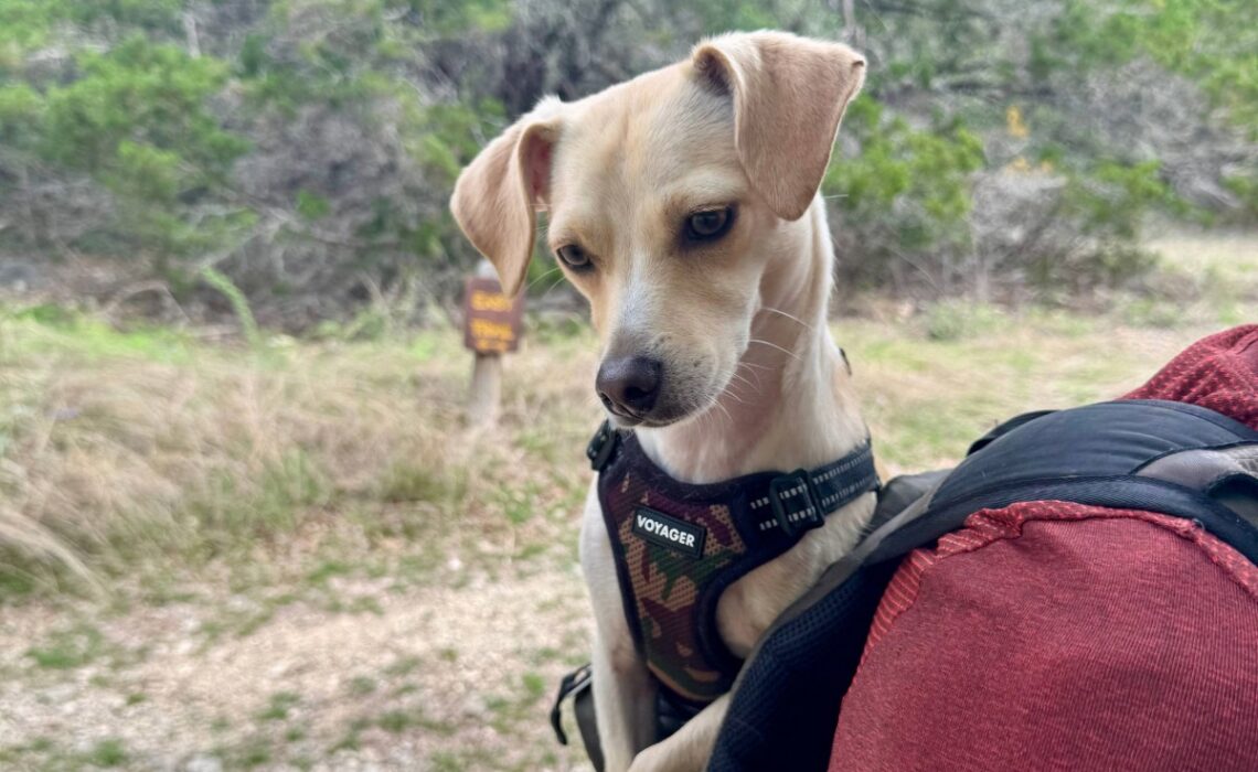 Dog in backpack