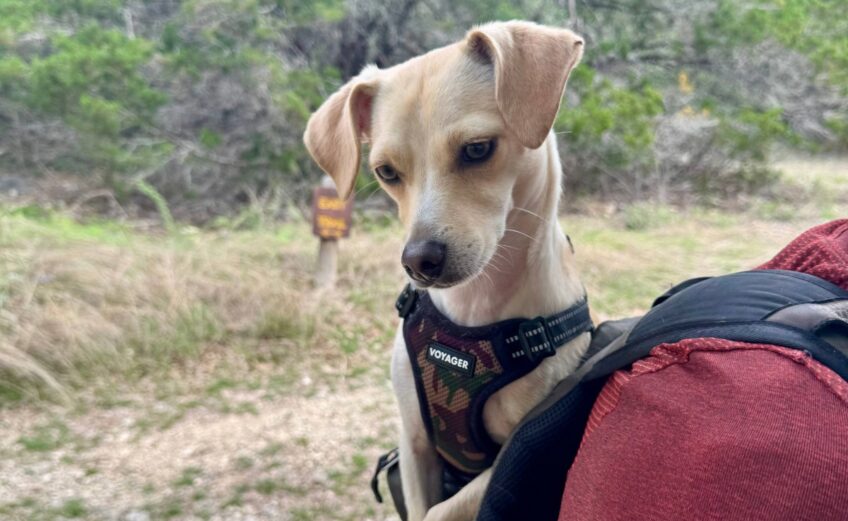 Dog in backpack