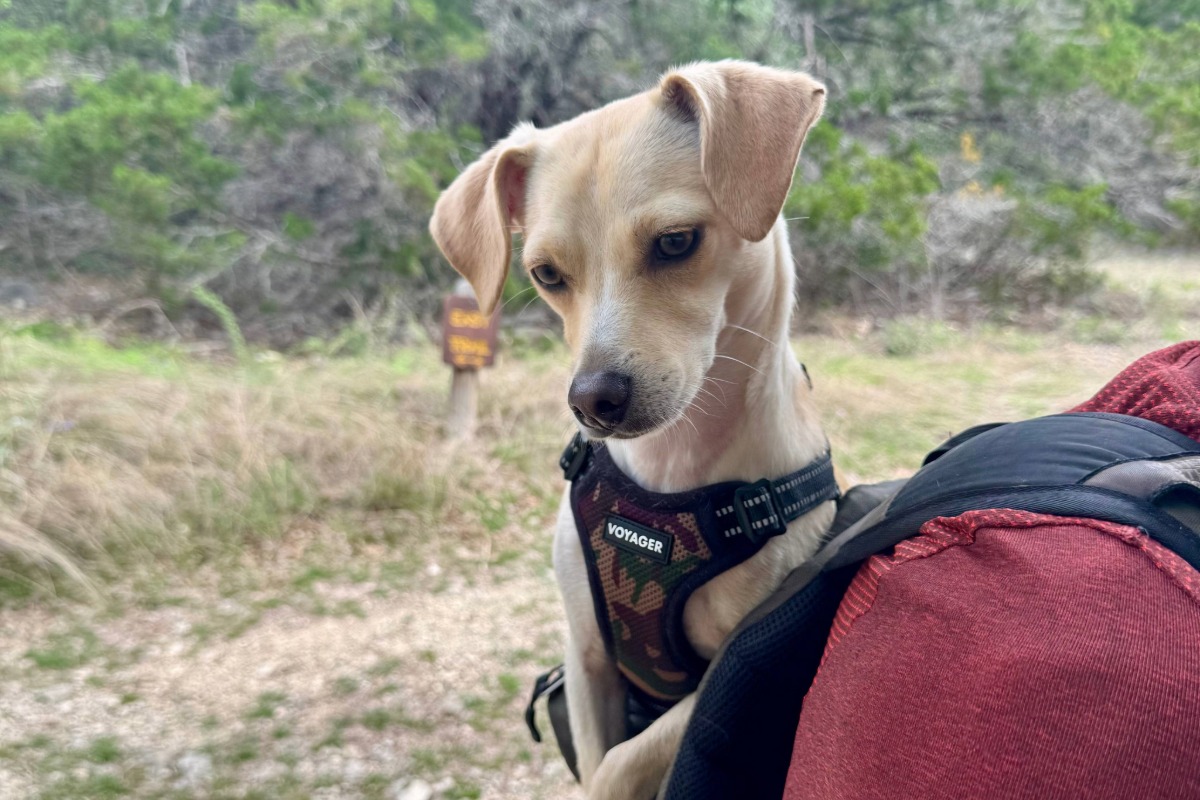 Dog in backpack