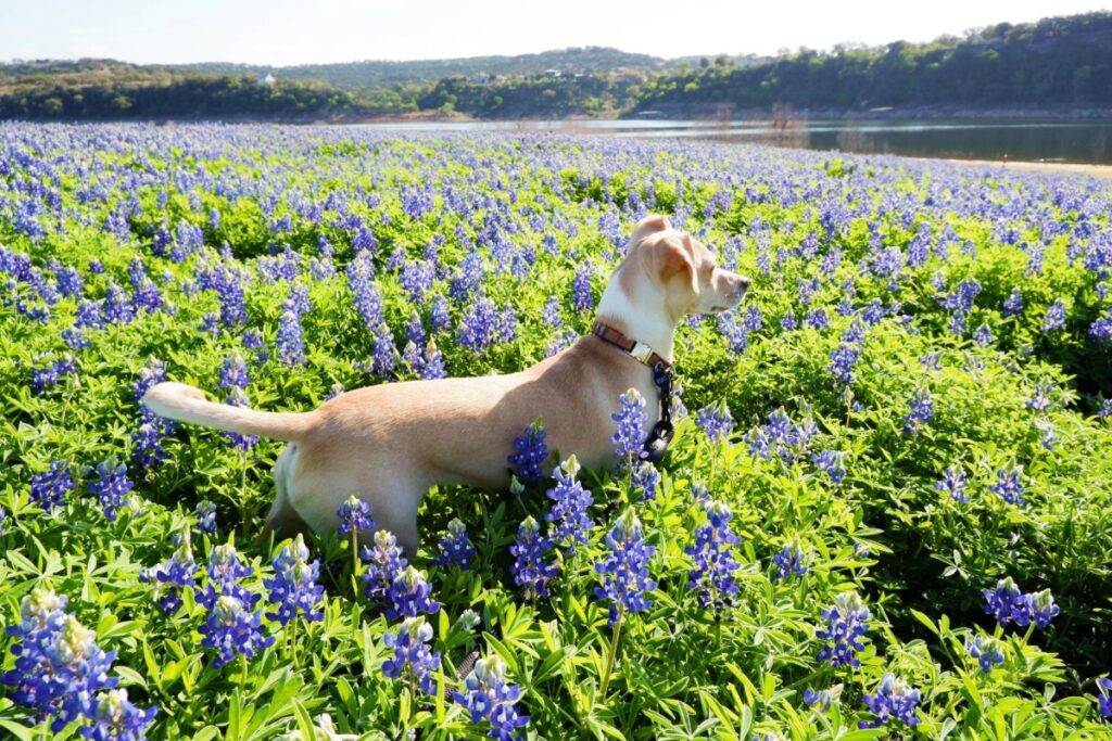 Dog in bluebonnets