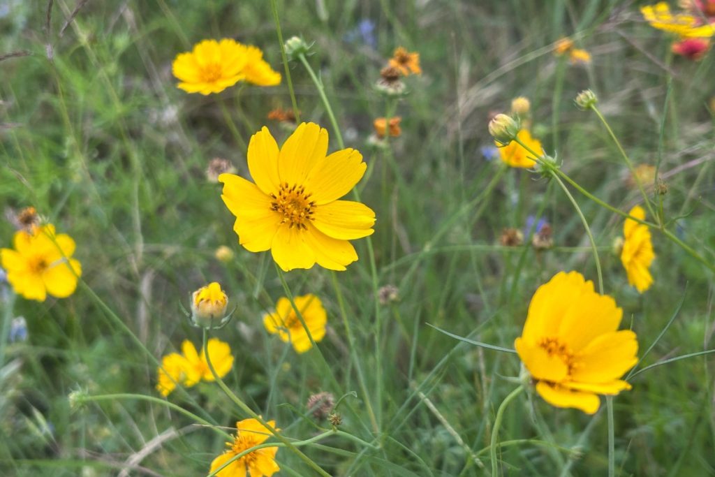 Stiff greenthread wildflowers