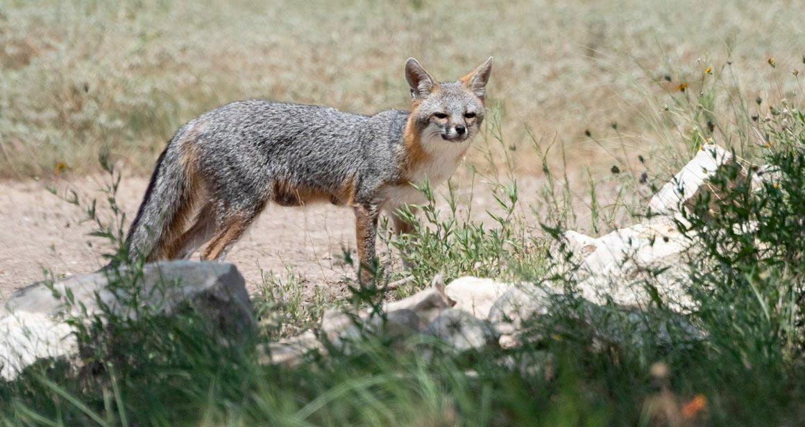 A gray fox spotted in the wild at Balcones Canyonlands National Wildlife Refuge.