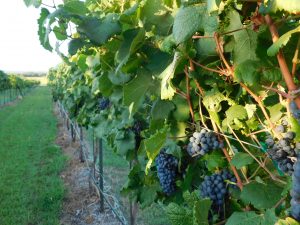 burnet county wineries, vineyard
