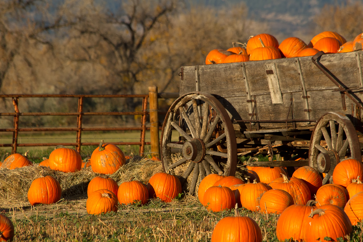 burnet county fall festivals, pumpkin patch