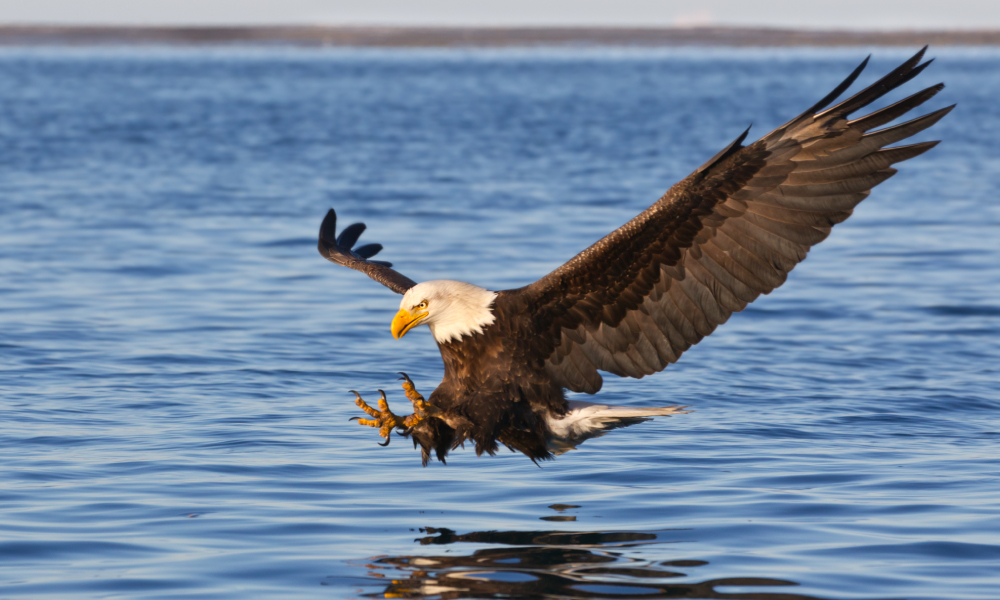 american bald eagle lake buchanan