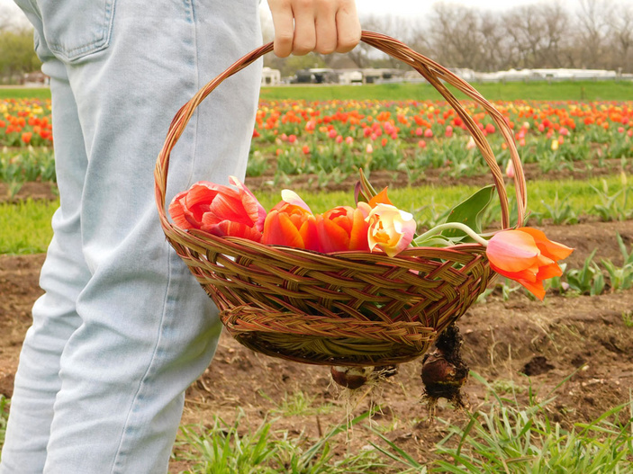 Tulip Picking At Sweetberry Farms