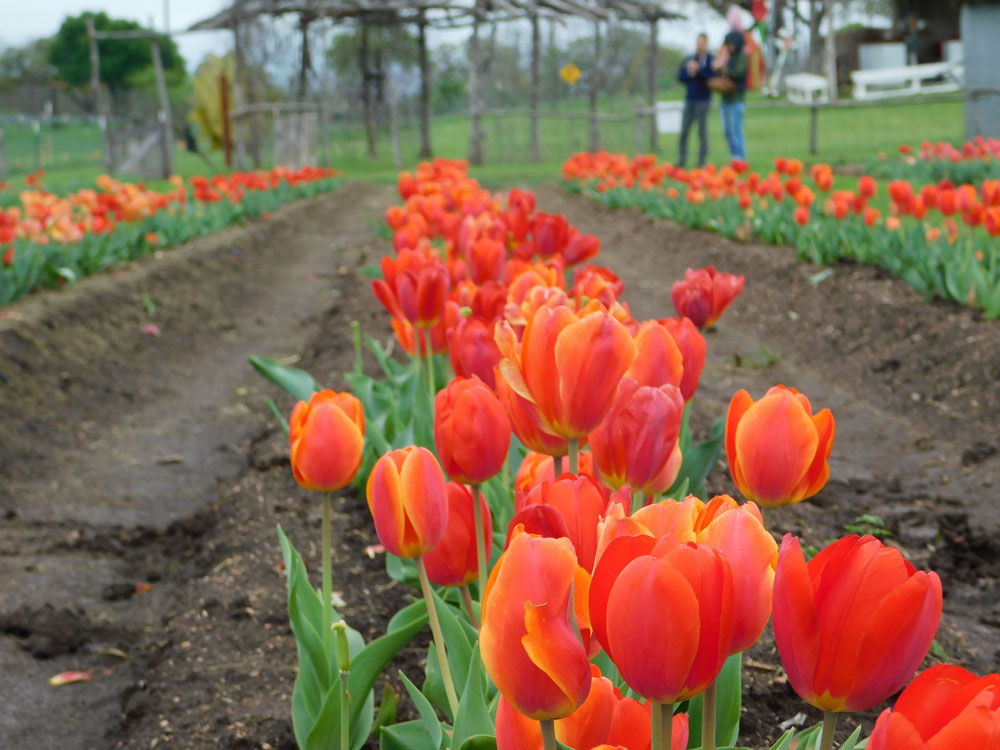 Tulip picking at Sweet Berry Farm