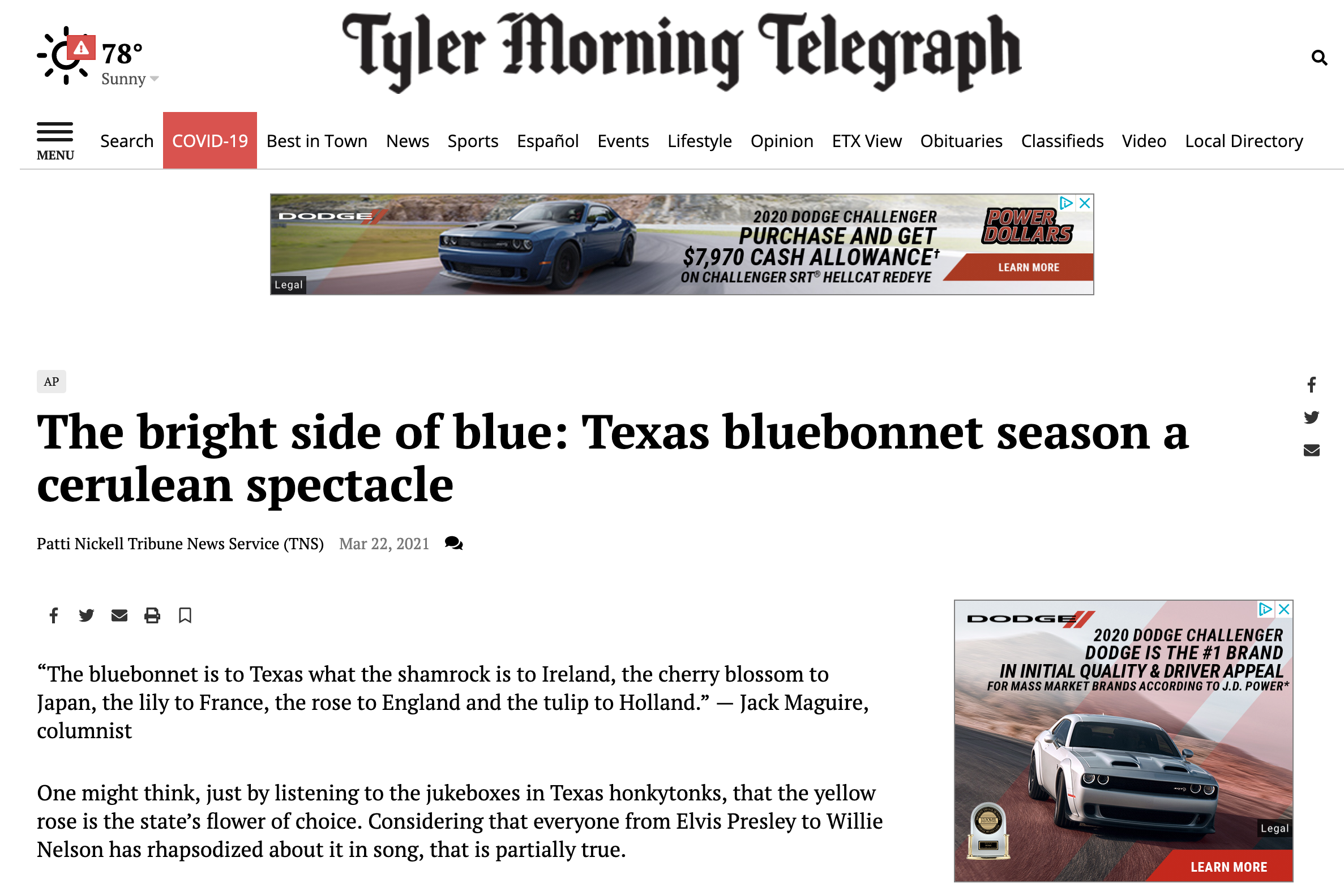 Tyler Morning Telegraph: Burnet County Blue Bonnets