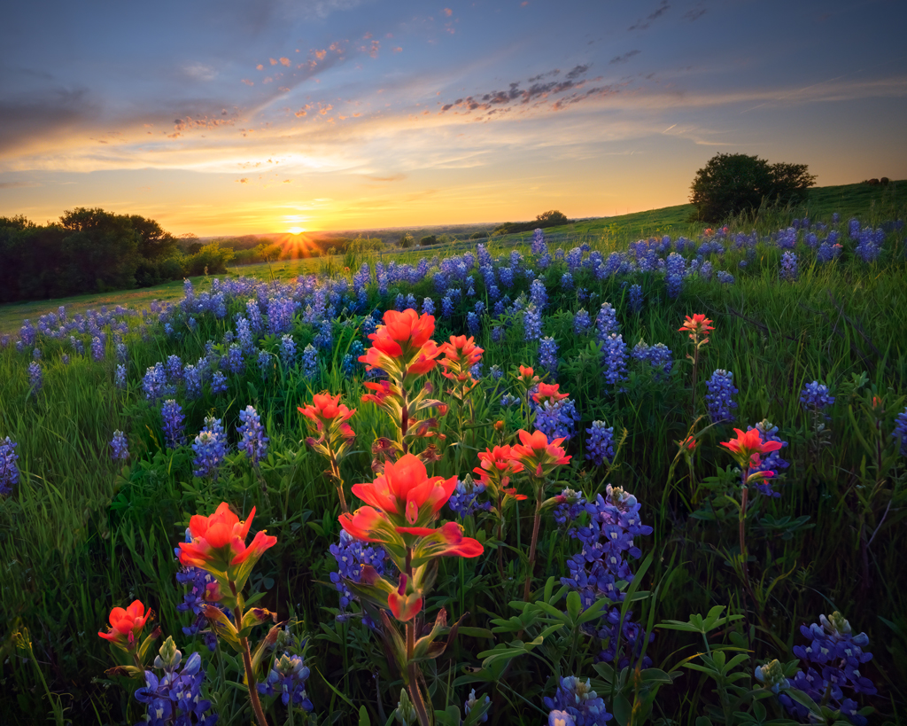 Bluebonnets