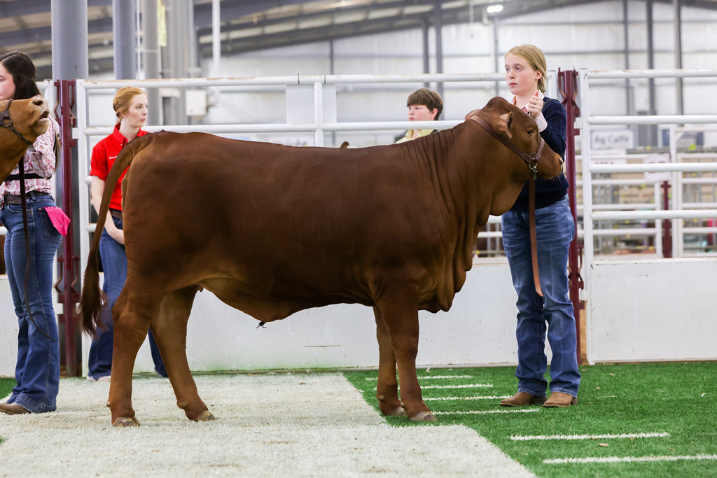 Burnet County Livestock Show