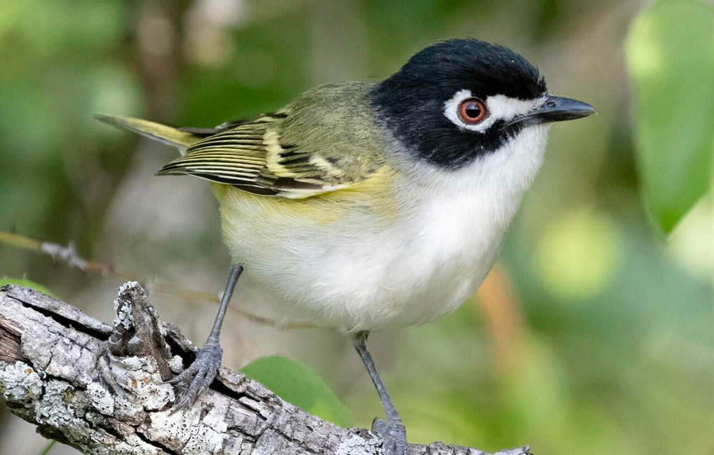 Male black-capped vireo