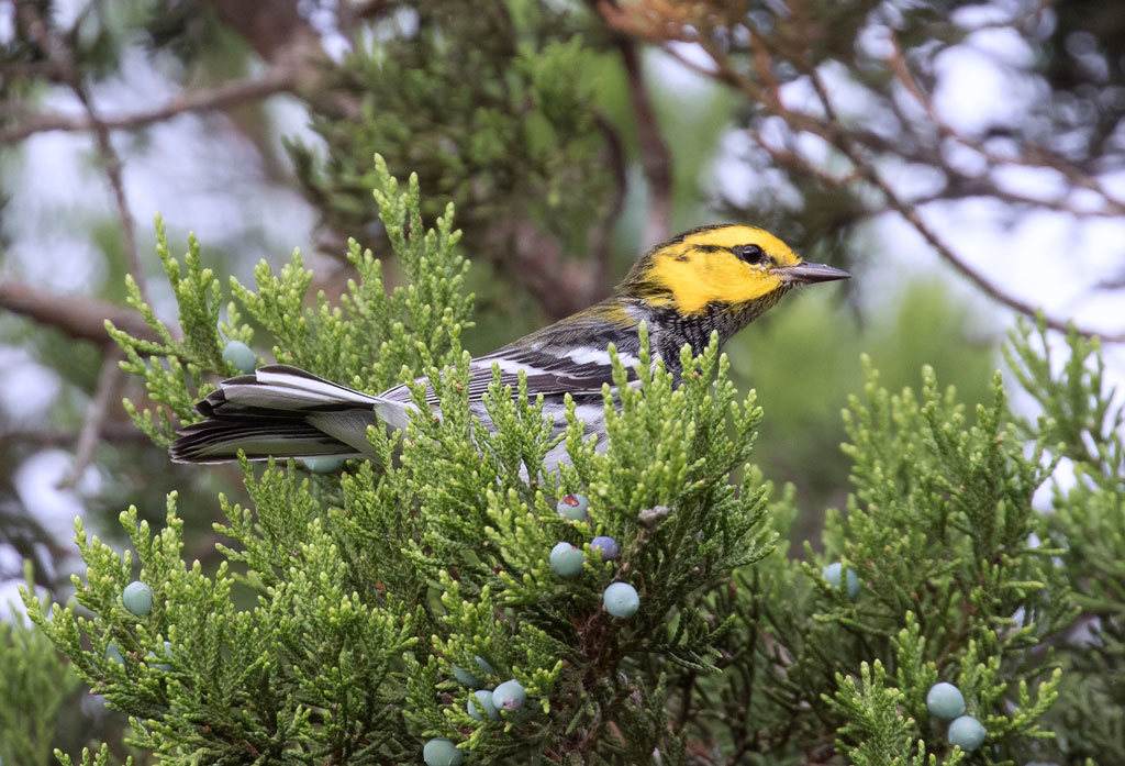 Golden-cheeked warbler