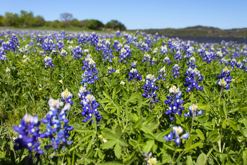 Bluebonnets at Muleshoe Bend Recreational Area
