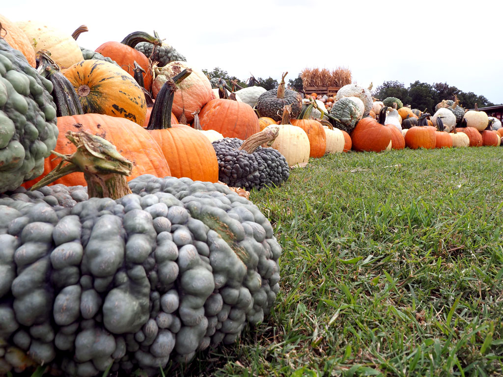 Sweet Berry Farm Harvest of Fall Fun
