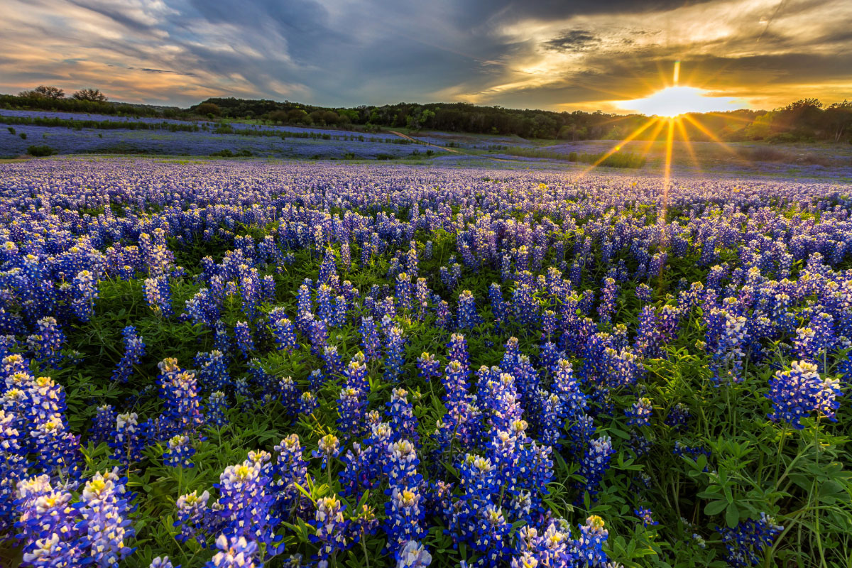 Bluebonnets at Muleshoe Bend Recreation Area