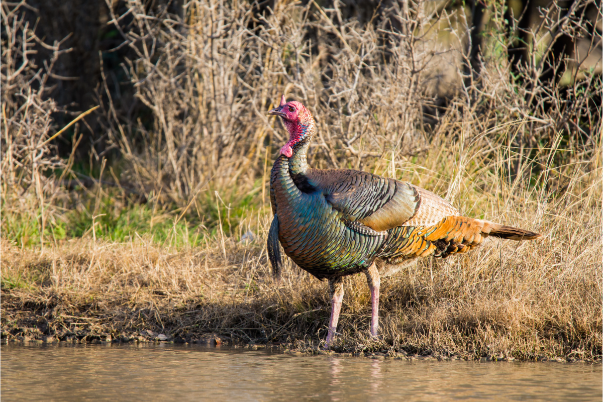 Wild turkey Adobe stock - The Highland Lakes of Burnet County Texas