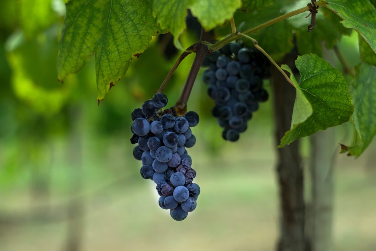 Close-up of two clusters of dark purple grapes hanging from a vine with green leaves, set in an outdoor vineyard near Lake Buchanan, with a blurred background.