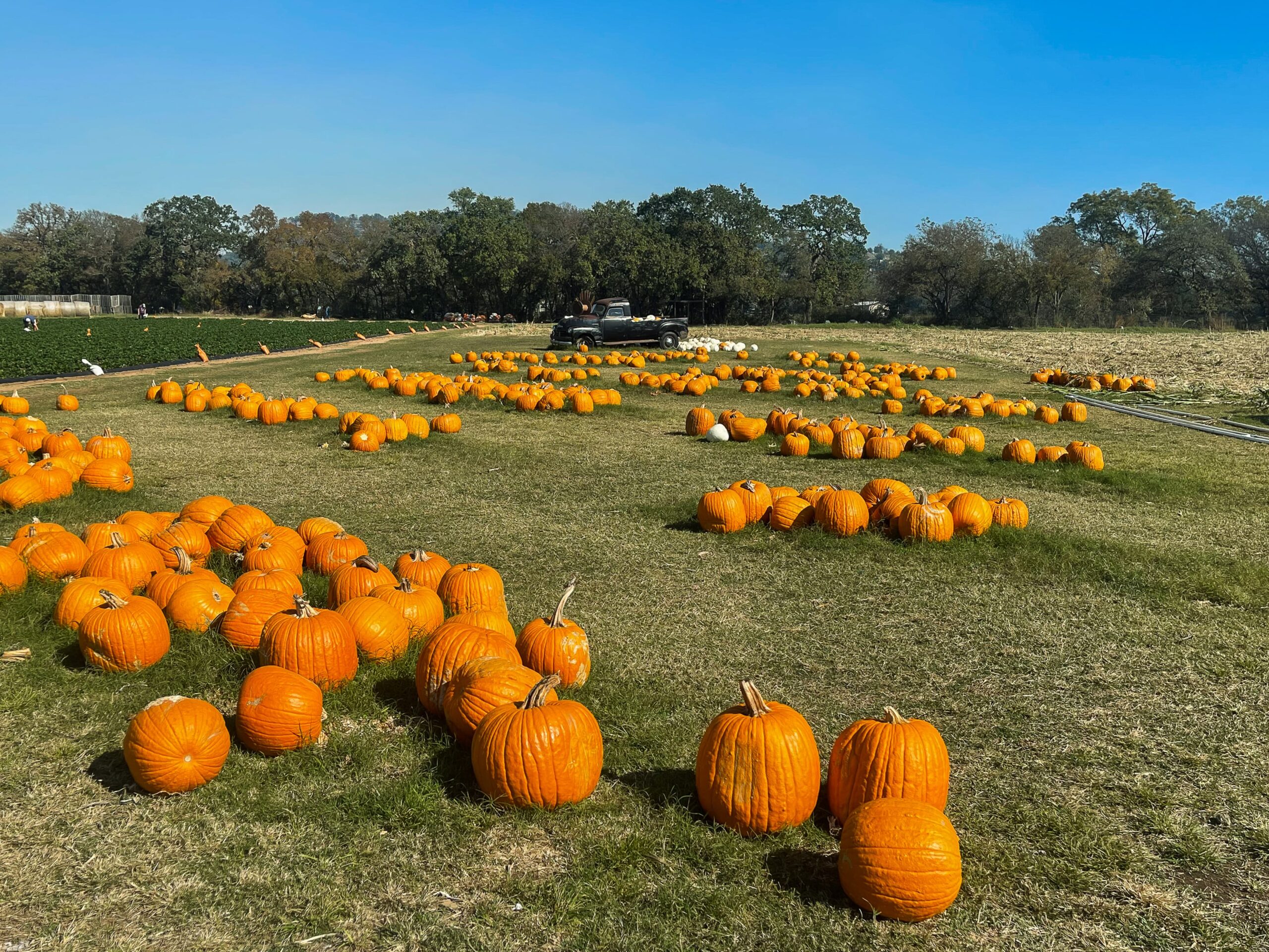 pumpkin patch at Sweet Berry Farm near Marble Falls Texas in fall with classic truck visible