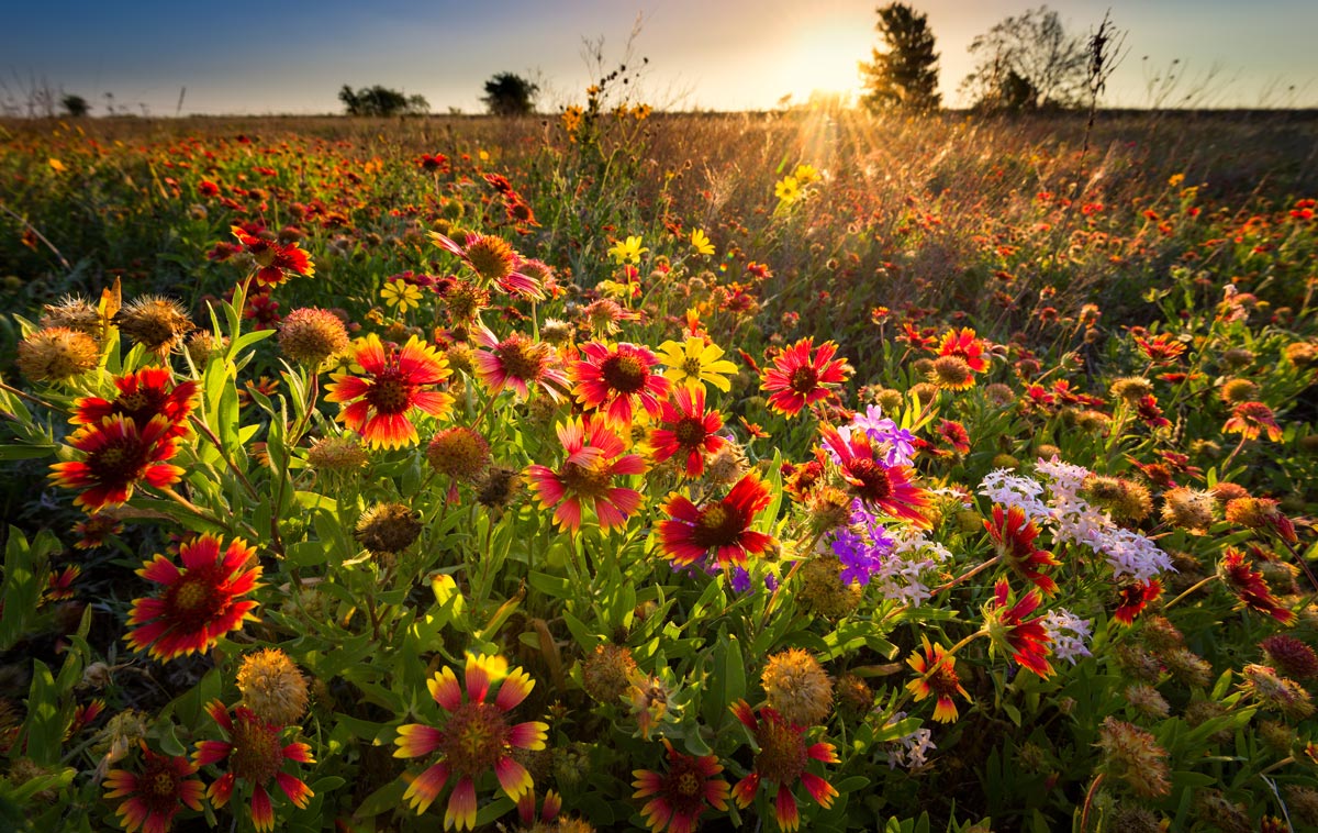 A sunlit field of red and yellow wildflowers and grasses with the sun low on the horizon, casting a warm golden light over the meadow. Trees are silhouetted in the background.
