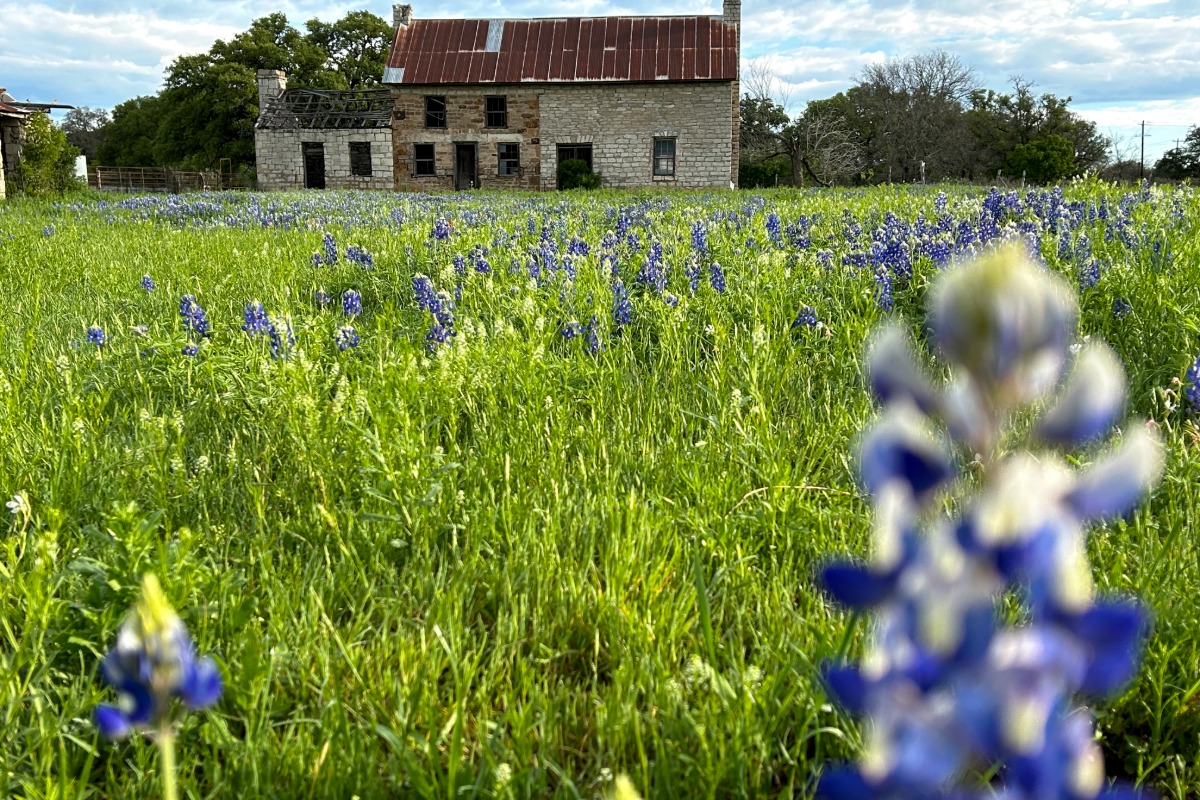 An old stone farmhouse with a rusted roof stands in the background of Burnet County, surrounded by a field of green grass and blooming bluebonnet flowers—perfect for unexpected finds under a partly cloudy sky.