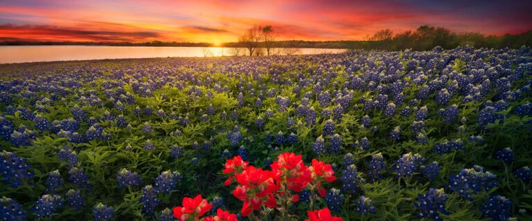blubonnets 768x320