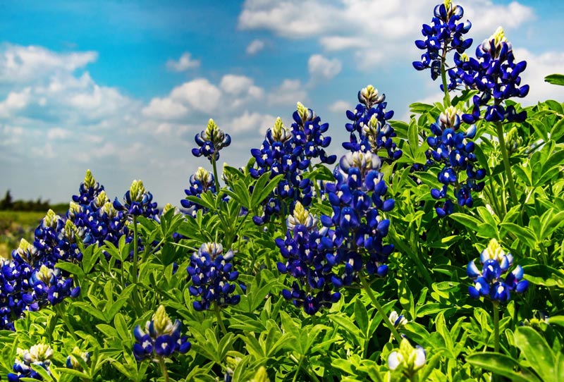 Bluebonnet flowers in full bloom under a bright blue sky with scattered white clouds; lush green foliage surrounds the vibrant, tall blue and white blossoms.