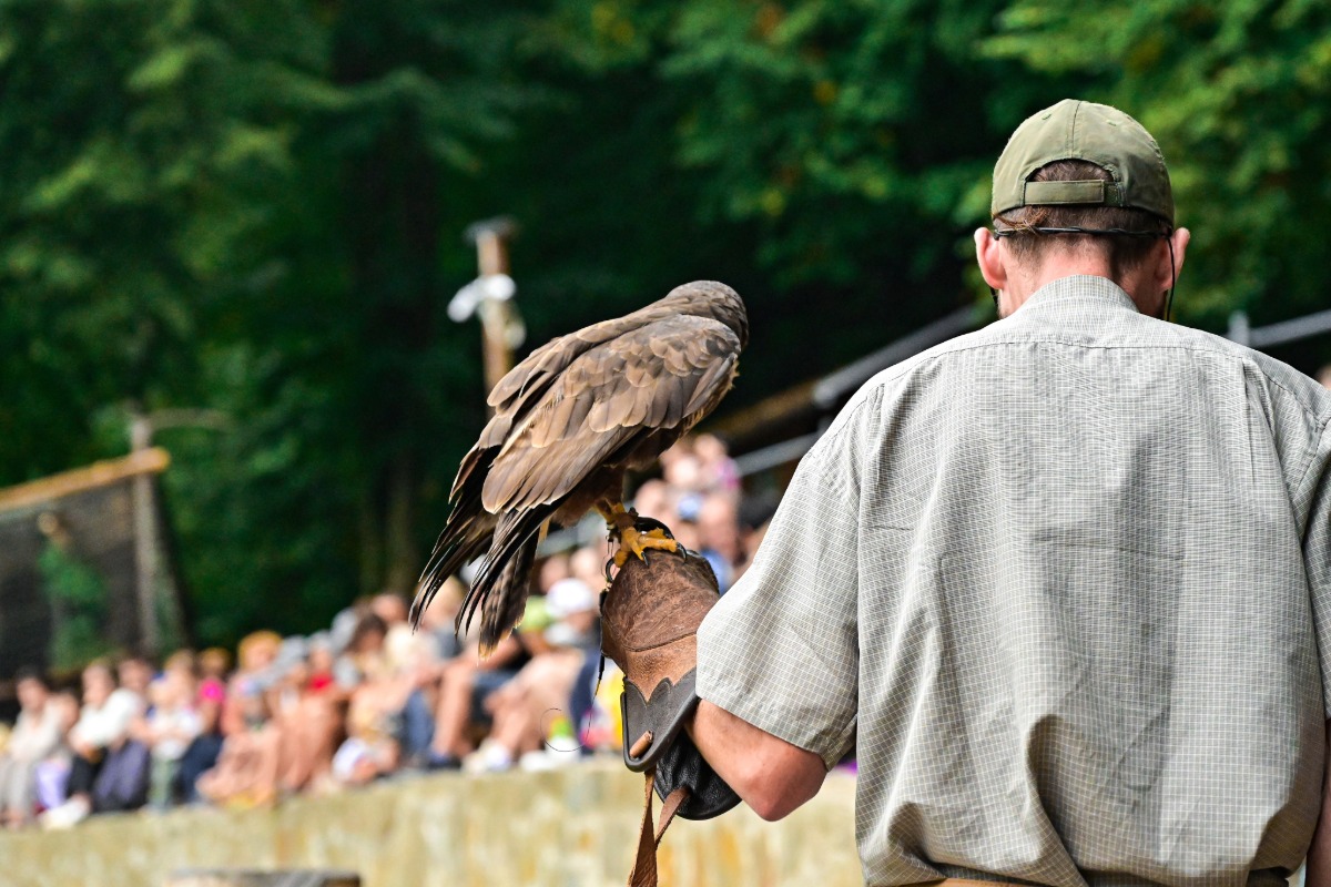 A man wearing a cap and glove holds a brown bird of prey on his arm at the Refuge Roundup event, with a blurred crowd and green trees in the background, ready to scare up fun for everyone.