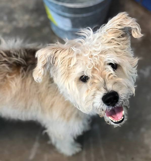 Highland Lakes SPCA
