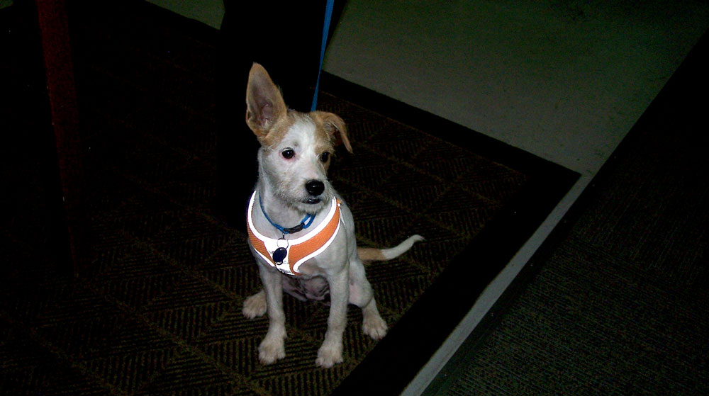 Highland-Lakes Canine Rescue dog Ziti