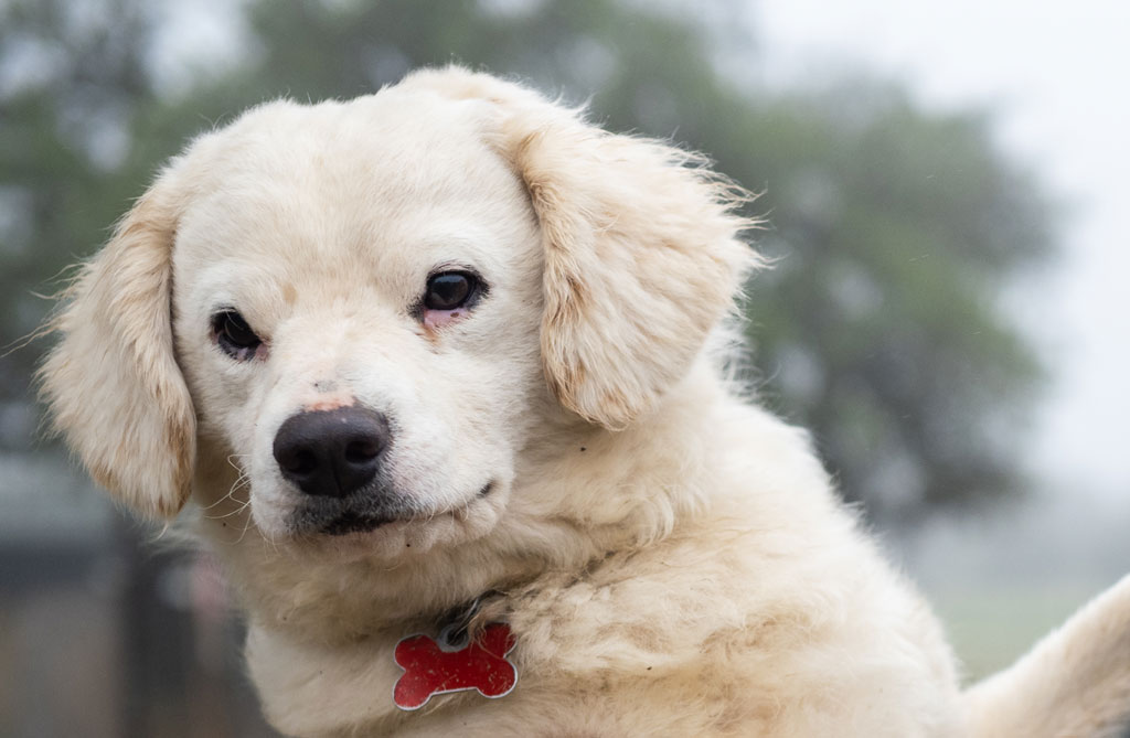 Legolas from Highland Lakes Canine Rescue