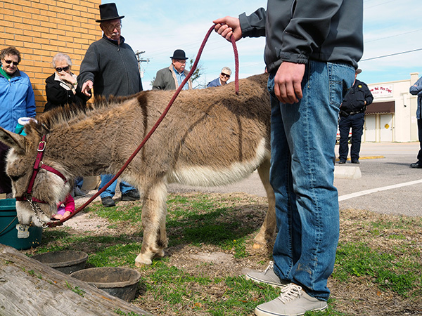 Bertram's Donkey Day