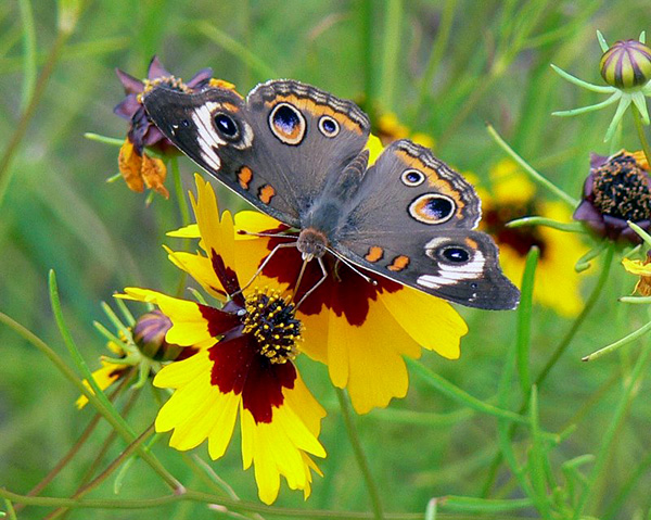 golden wave coreopsis