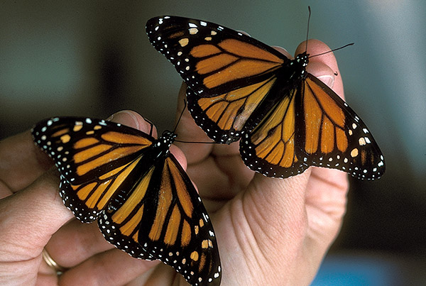 monarch butterfly