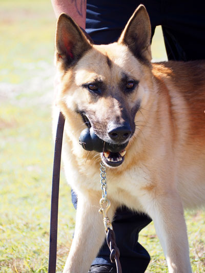Bertram Police Department gets a K-9 officer.