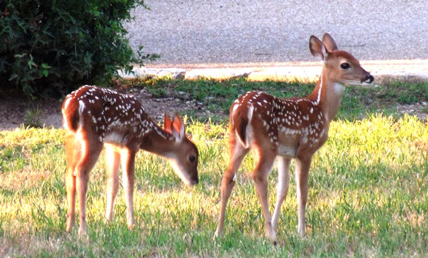 To ease reported overpopulation, trappers are conducting a program in Spicewood’s Barton Creek Lakeside community to capture, remove and process deer. Courtesy photo