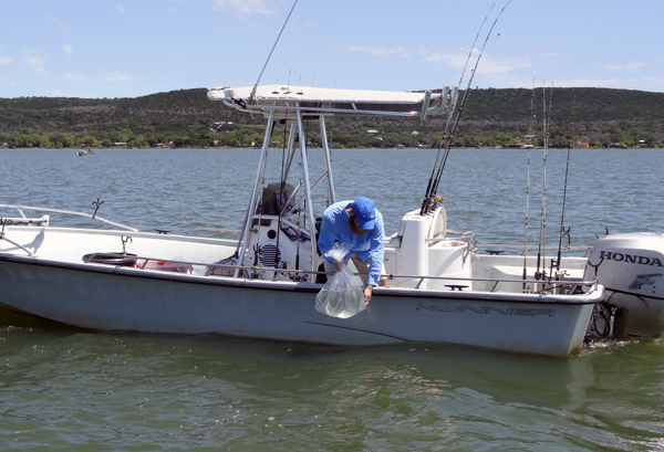 The annual stocking of Lake Buchanan with hybrid striped bass fry was carried out March 21 by the Lake Buchanan Conservation Corp. Shown introducing the fish into the lake is LBCC member and fishing guide, Max Milam, of Ken Milam Fishing Guide Service. This year’s stocking consisted of 1 million of the fry and brings the total number stocked into the lake by the LBCC over the past 10 years to more than 9 million. Visiting anglers are harvesting large numbers of keeper-size hybrids with new lake records being established and re-established within short periods of time. Courtesy photo